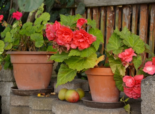 Perennials with red flowers in clay pots on ledge